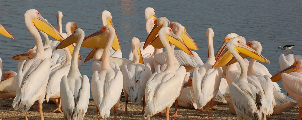 Kenya Safari 東非肯雅原野動物
